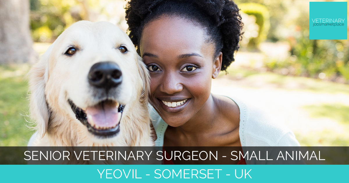 Senior Veterinary Surgeon - Small Animal