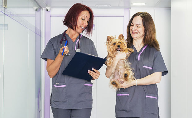 Veterinary Jobs - Veterinarian Jobs - Veterinary Nurse Jobs - Vet Jobs